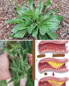 Les trésors verts oubliés : ces plantes sauvages qui soignent gratuitement