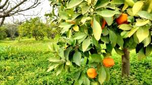 Algérie (Wilaya de Guelma) - Campagne agrumicole 2025-2026: De bons rendements pour la Thomson et le citronnier 4 saisons