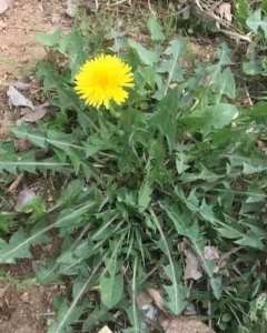 Le pissenlit : la « mauvaise herbe » qui soigne la terre