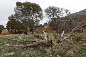 Forêts algériennes en danger : l’alerte est donnée