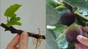 كيف نُحفّز الإثمار في شجرة التين؟