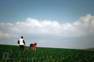 Le sillon et l’âne : doucement et sûrement