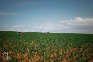 الأخدود والحمار