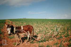 فوائد الحمار في الزراعة والحياة الريفية