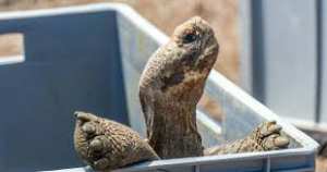 Planète (Equateur/Amérique du Sud) -  Les tortues géantes reviennent aux Galápagos, après 150 ans d’absence