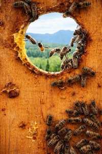 Le miel contient des enzymes essentielles à la vie.