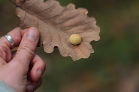 Planète - Pour chaque dollar investi dans la protection de la nature, 30 dollars sont dépensés pour la détruire