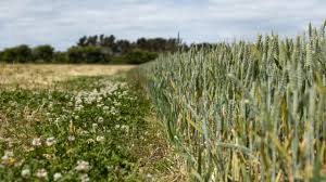 Planète (Europe) - Royaume-Uni: «Malgré les réglementations, nous échouons à protéger les écosystèmes vitaux»
