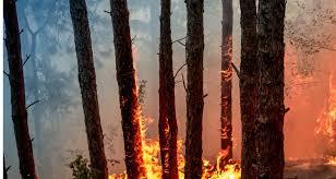 Algérie (Wilaya de Béjaïa)  - Lutte contre les feux de forêt: Lancement du projet de mise en place d’un système d’alerte précoce