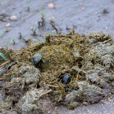 Planète - C'est dans ta nature:  Des insectes nettoyeurs au service de l'humanité