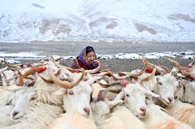 Planète (Asie) - Cachemire: une mode qui fait des dégâts en Mongolie