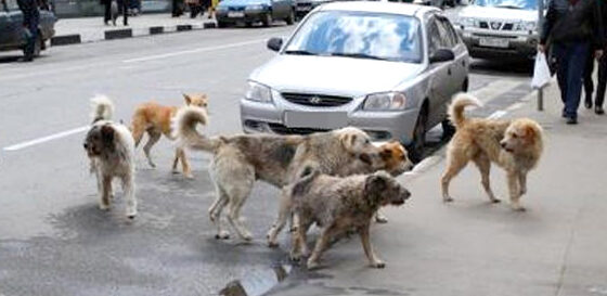 Algérie (Wilaya d'Alger) - Gestion des chiens errants: La wilaya adopte une stratégie scientifique du bien-être animal