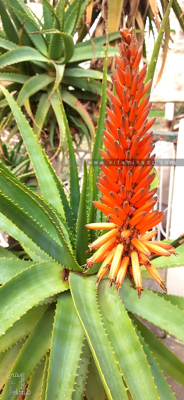 نبات الألوي أربوريسنس (Aloe arborescens): خصائصه وزراعته وفوائده