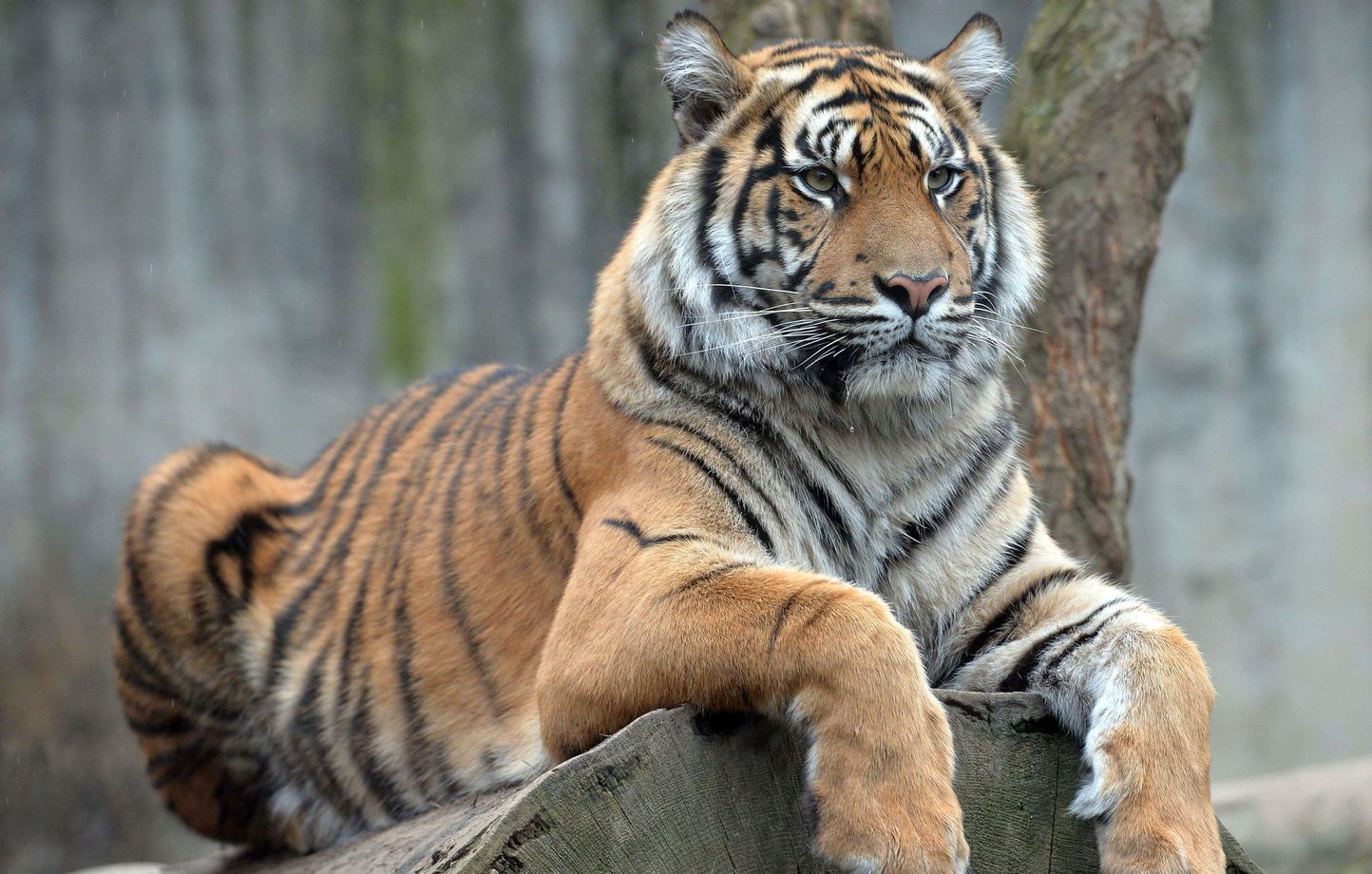 Planète (Vietnam/Asie) -  Deux hommes interpellés après la découverte de tigres congelés