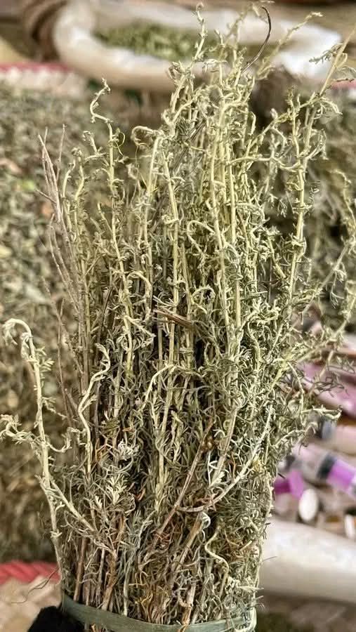 اشربوا مغلي الشيح واطردوا كل قبيح كالســرطان والديــدان والرواسب وتمتعوا بفوائده الكثيرة :