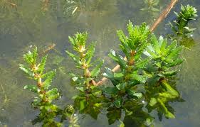 Planète (France/Europe)  -  Une nouvelle espèce de plante exotique invasive détectée dans des rivières en Bretagne