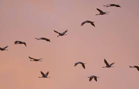 Planète (Météo) -  Peut-on faire confiance aux oiseaux pour prédire le temps qu’il va faire ?