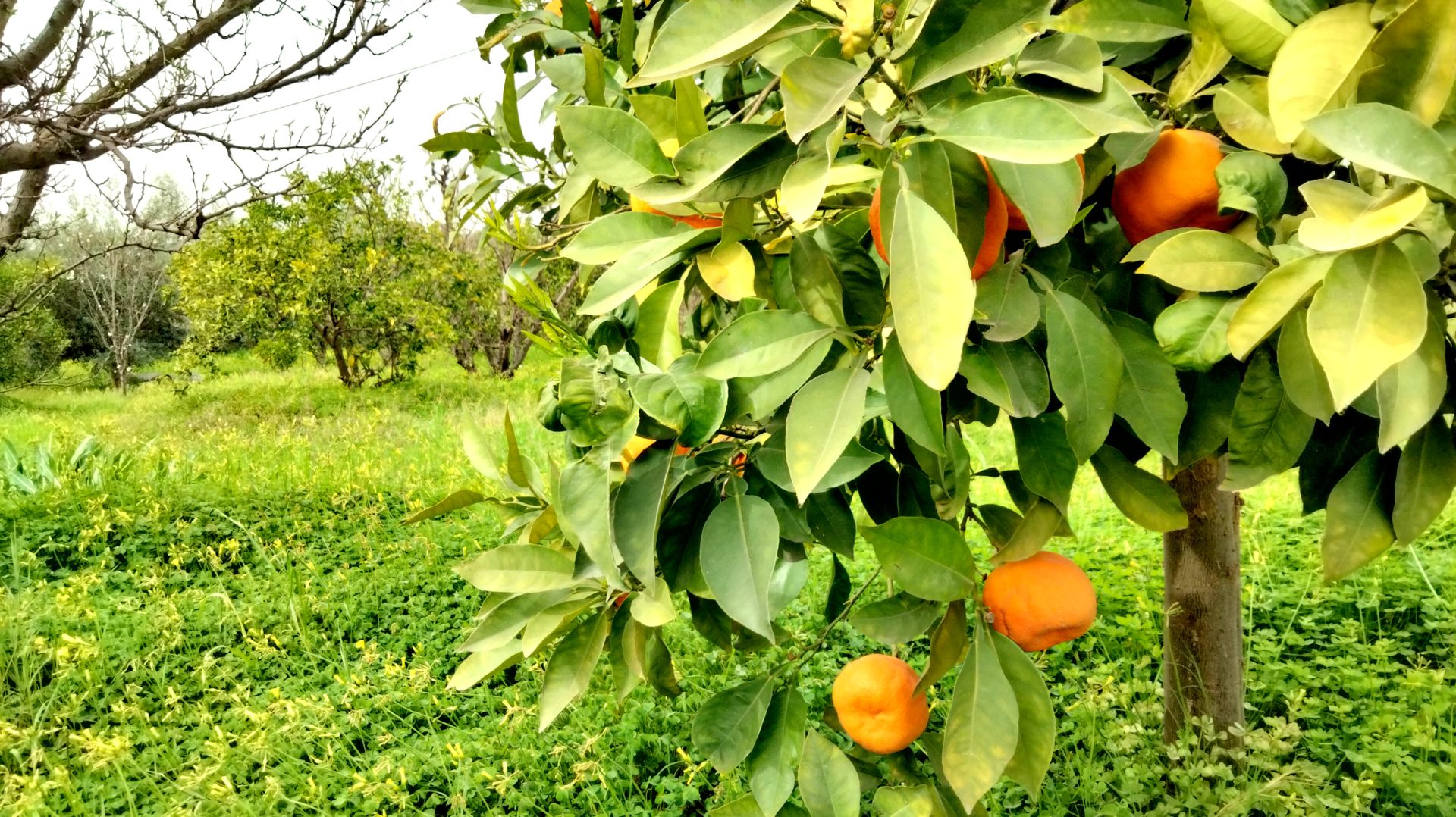 Algérie (Wilaya de Guelma) - Campagne agrumicole 2025-2026: De bons rendements pour la Thomson et le citronnier 4 saisons