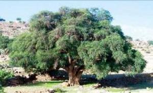 تجسيد عدة عمليات لتطوير المناطق الرعوية بتندوف                                    لإعادة الإعتبار للثروة الحيوانية