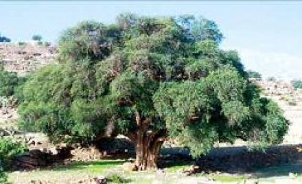 تجسيد عدة عمليات لتطوير المناطق الرعوية بتندوف                                    لإعادة الإعتبار للثروة الحيوانية