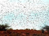 Lutte antiacridienne : trois équipes d'observation mobilisées à Illizi