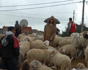 بعدما التهمت تعويضات ملاك الأراضي ما يقارب 19 مليون دينار...موالو النعامة يطالبون بمعابر على خط السكة الحديدية بشار-المشرية