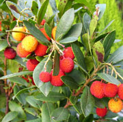 Oran                                    Le «sasnou» est arrivé