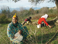 Une activité qui renforce les liens sociaux et familiaux                                    Olives : c'est la saison de la cueillette