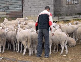 3 millions pour un maigre petit mouton