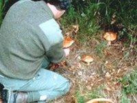 A l'heure de la cueillette des champignons dans le Djurdjura