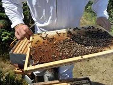 Algérie - Rachid Benaïssa promet 7 milliards de DA aux petits agriculteurs et apiculteurs