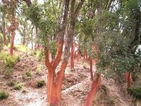 Des efforts pour réhabiliter la subéraie algérienne