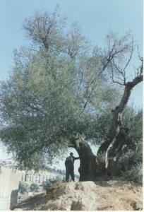 L’Olivier de Souk Ahras : Entre mythe et réalité