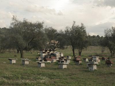 L'apiculture tente de rattraper le retard                                    Après une période difficile due aux intempéries