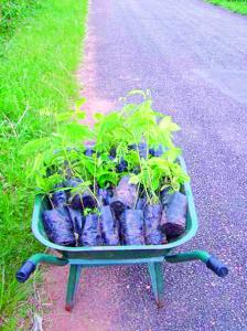 Campagne de reboisement sur 9.594 hectares                                    TISSEMSILT, Conservation des forêts