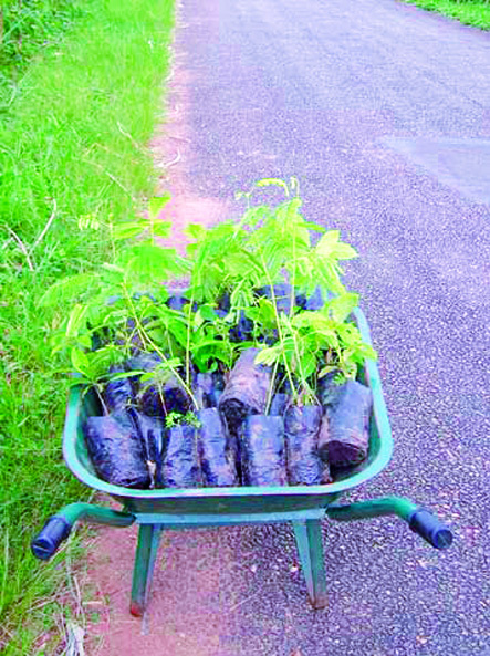 Campagne de reboisement sur 9.594 hectares                                    TISSEMSILT, Conservation des forêts