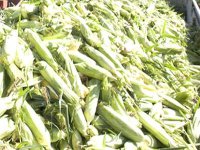 Première expérience concluante de la culture du maïs à Oran