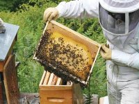 L'apiculture à l'honneur à Hammam Melouane (Blida)