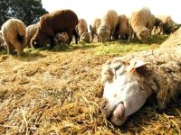 Cheptel : Série de mesures préventives contre la maladie de la langue bleue à Naâma