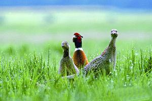 Prochain lâcher de 400 faisans communs                                    TISSEMSILT, Conservation des forêts