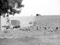 El-Oued                                    Un pôle agricole par excellence