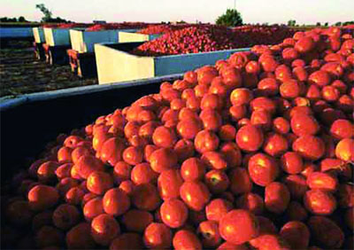 Qui est responsable de la faillite du Groupe El-Bousten '