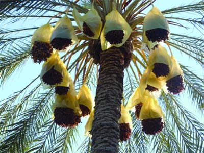 Création prochaine d'une coopérative des producteurs de dattes