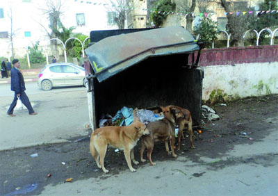 Les chiens errants, une menace pour la population