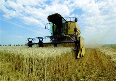 Une récolte de plus de 1 million de quintaux de céréales prévue