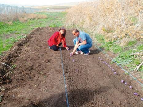 Du safran cultivé à Benbadis                                    Une première en Algérie