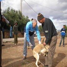 La menace des chiens errants plane sur les quartiers d'El Bahia                                    JOURNEE MONDIALE DE LUTTE CONTRE LA RAGE
