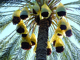 2,8 millions quintaux de dattes attendus                                    BISKRA, Phoeniciculture