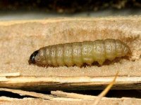 Maladies du palmier : plus d'un million de palmiers traités dans la wilaya d'El Oued