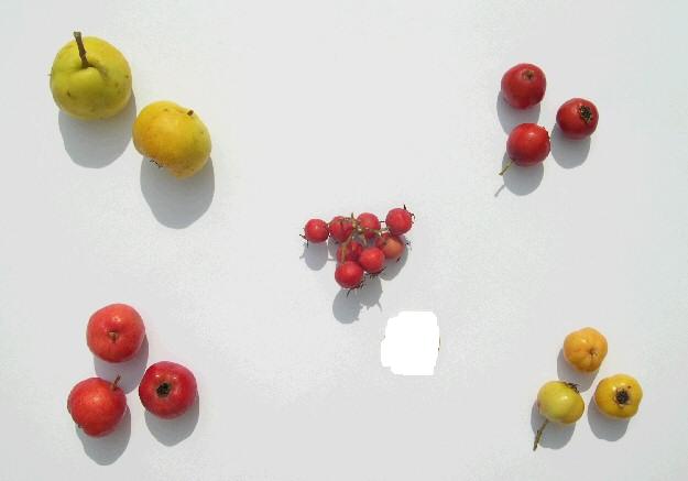 L'azerole ou le fruit de la « patience ».